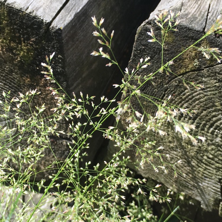 plant image 492851