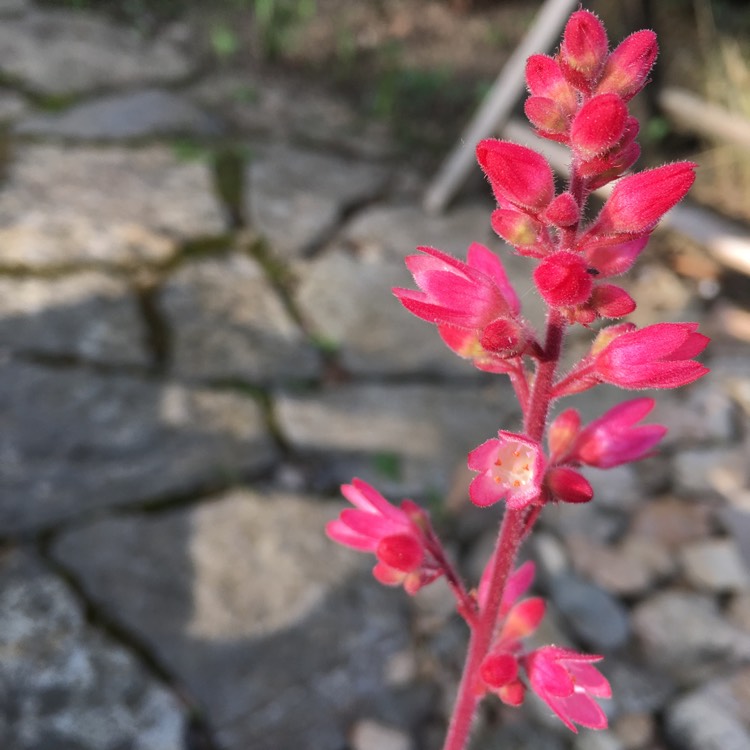 plant image 520698