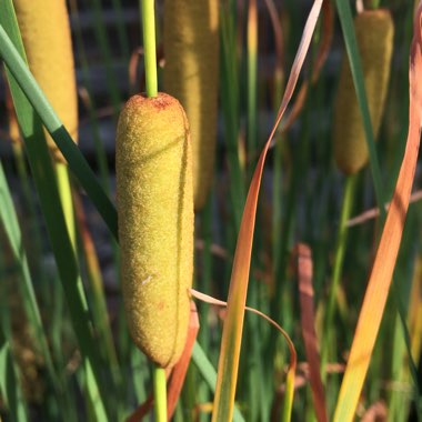 Typha laxmanii