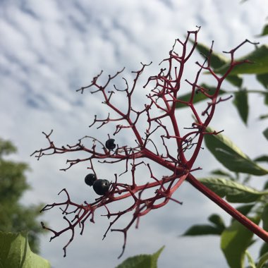 Sambucus nigra