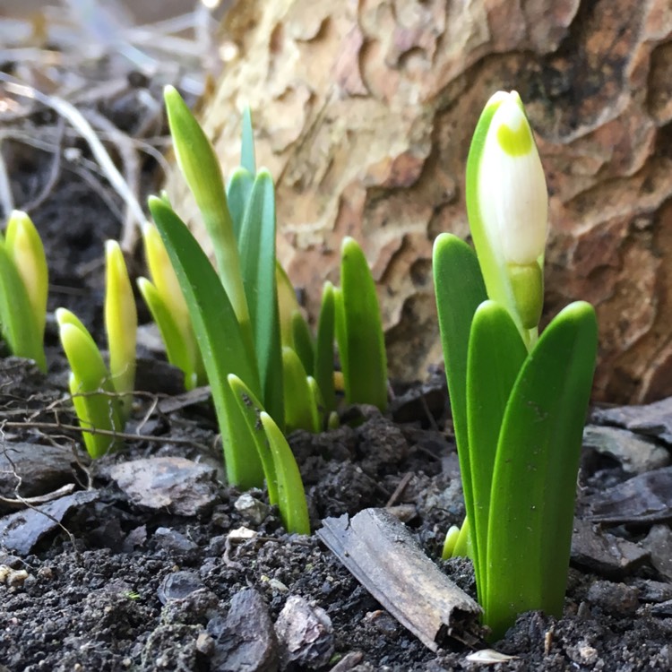 plant image 643224