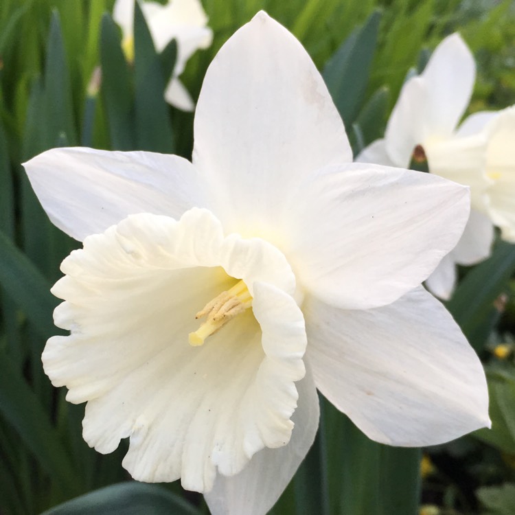 Plant image Narcissus 'Mount Hood'
