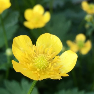 Ranunculus repens