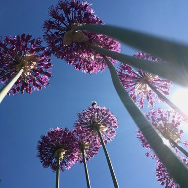 Allium hollandicum 'Purple Sensation' syn. Allium 'Purple Sensation', Allium aflatunense 'Purple Sensation'