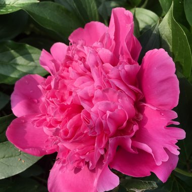 Paeonia officinalis 'Rubra Plena'