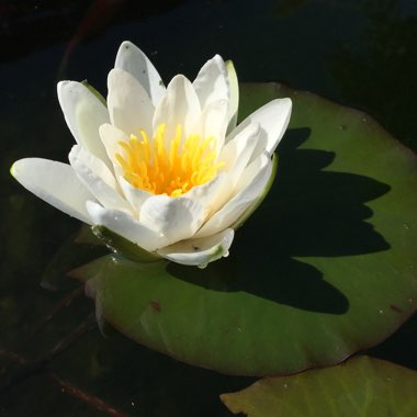 Nymphaea