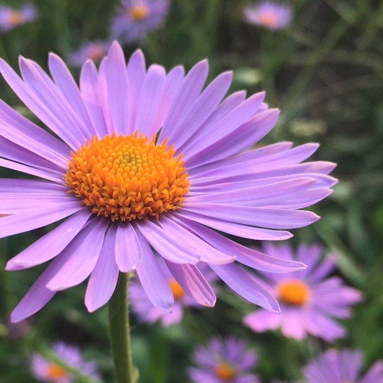 plant image 723563