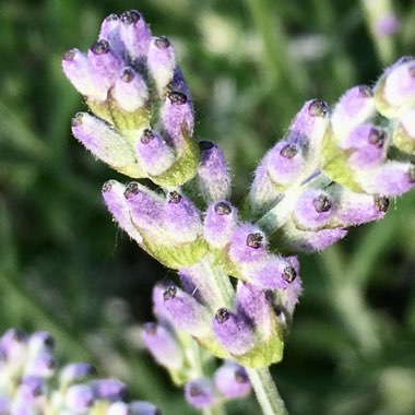 Lavandula angustifolia