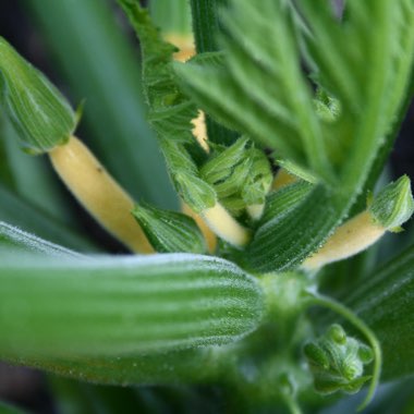 Cucurbita Pepo var. Cylindrica  'Gold Rush' F1