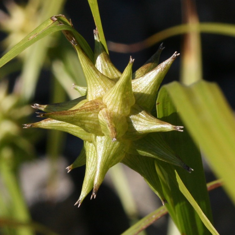 plant image 773502