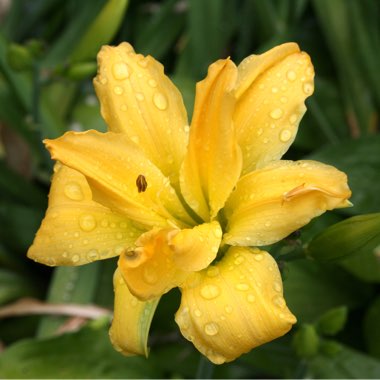 Hemerocallis 'Double Oh'
