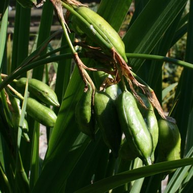 Iris pseudacorus