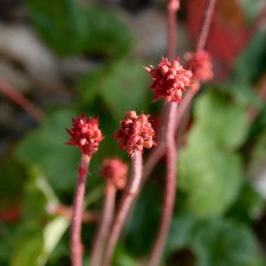 Heuchera x brizoides 'Pluie de feu'