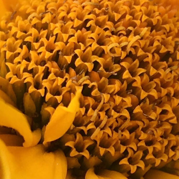 Plant image Heliopsis helianthoides 'Sweet Sunshine'