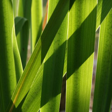 Iris pseudacorus