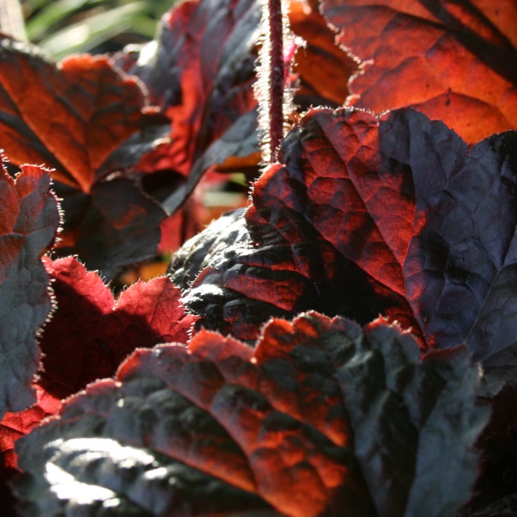 Plant image Heuchera villosa 'Palace Purple' syn. Heuchera sanguinea 'Palance Purple', Heuchera micrantha 'Palace Purple'