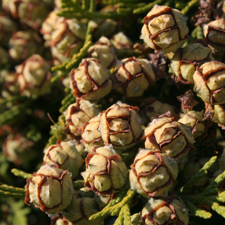 plant image 827098
