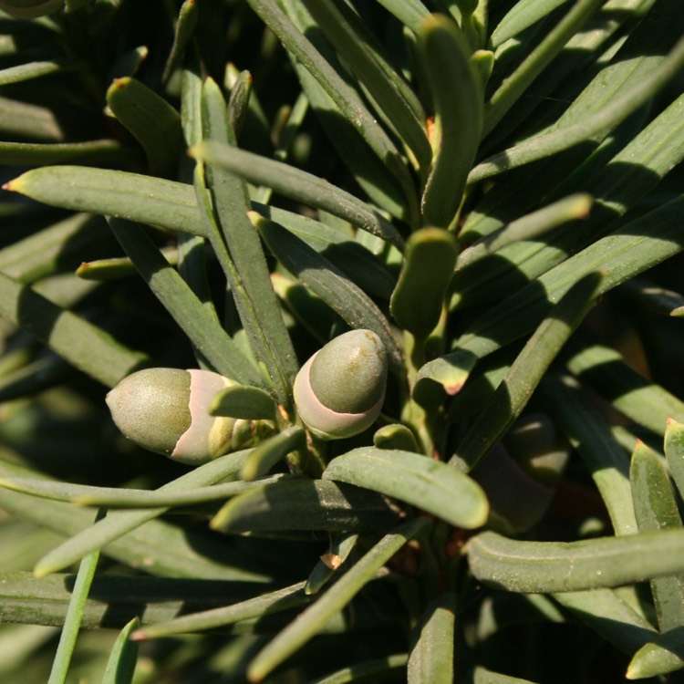 plant image 840599