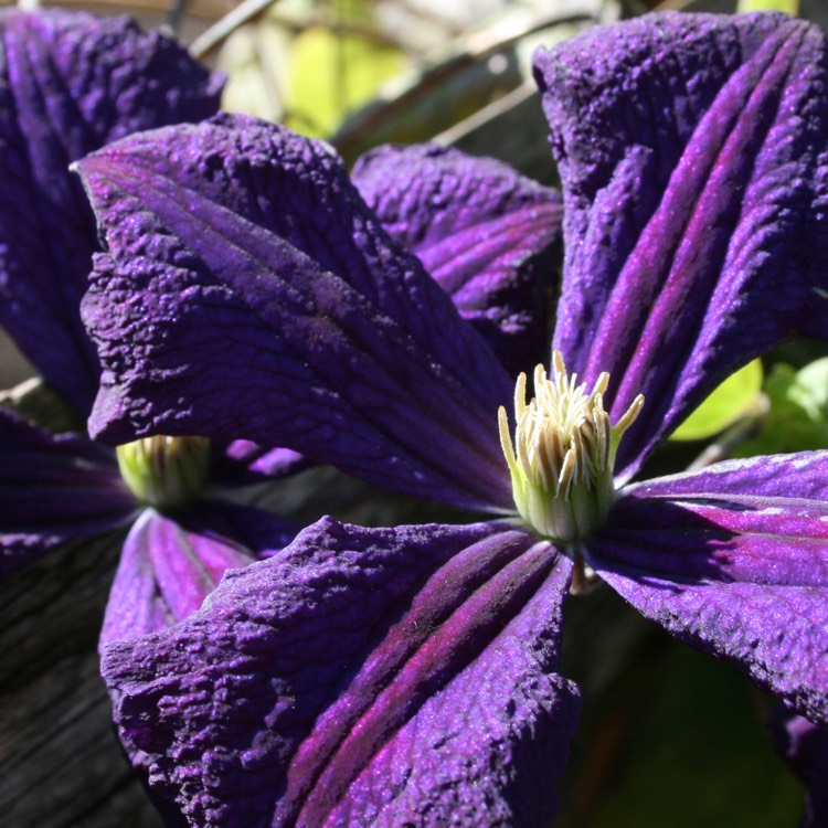 Plant image Clematis viticella 'Polish Spirit'