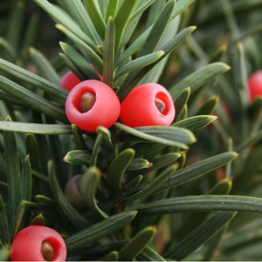 Taxus baccata 'Fastigiata'