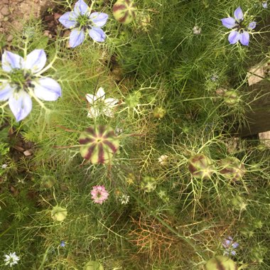Nigella