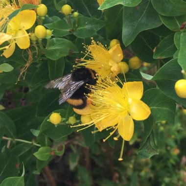 Hypericum Beanii