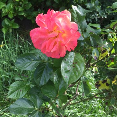 Rosa (Species)