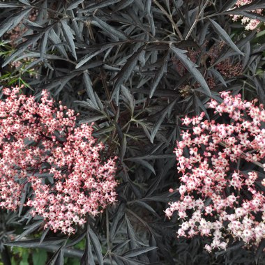Sambucus nigra f. porphyrophylla 'Eva' syn. Sambucus nigra f. porphyrophylla 'Black Lace', Sambucus nigra 'Black Lace'