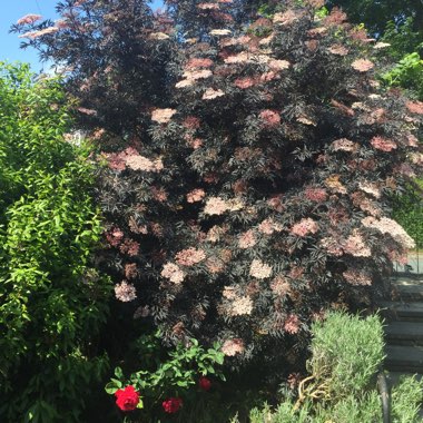 Sambucus nigra f. porphyrophylla 'Eva' syn. Sambucus nigra f. porphyrophylla 'Black Lace', Sambucus nigra 'Black Lace'