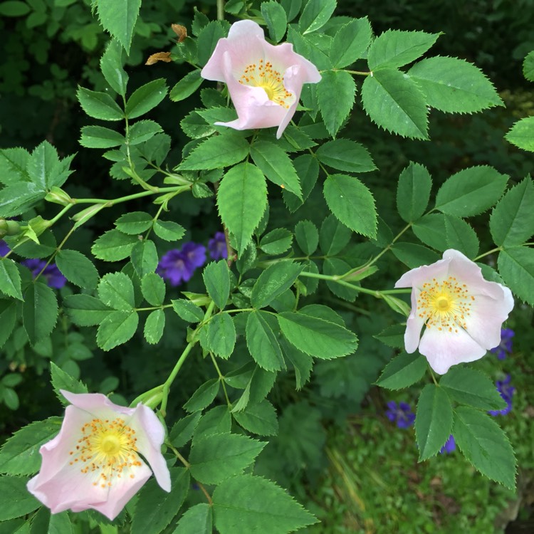 plant image 741065