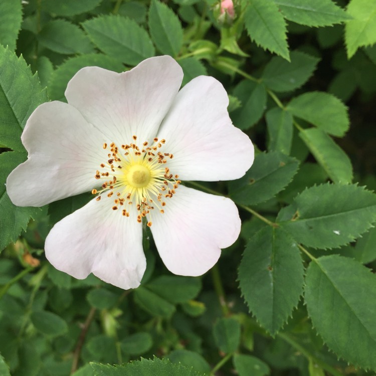 plant image 741068