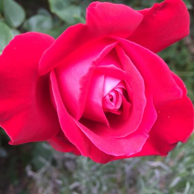 Rosa (Species)