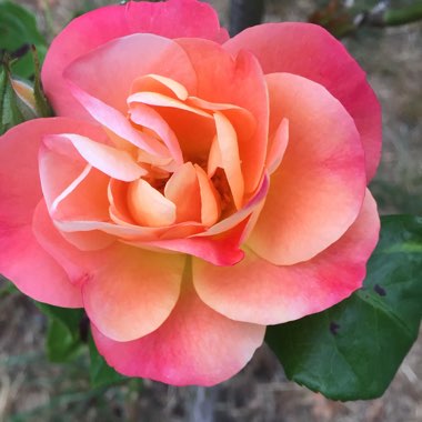 Rosa (Species)