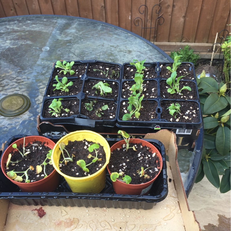 Berta's garden