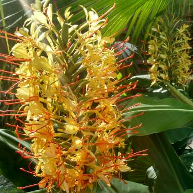 Bep's garden