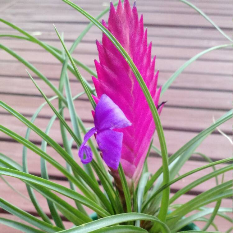 plant image 323635