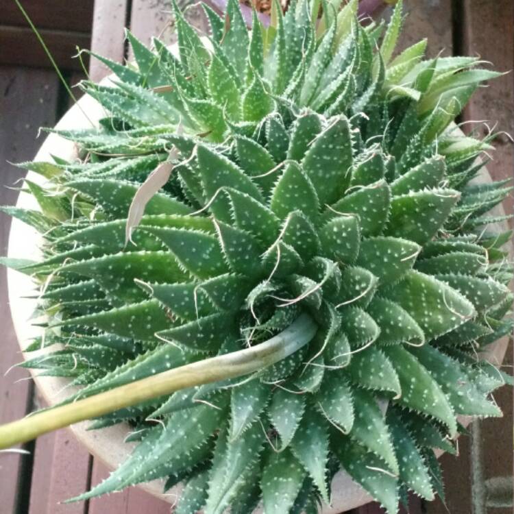 plant image 324386