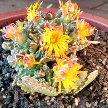 Faucaria 'Super Warty Tiger Jaws'