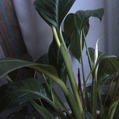 Spathiphyllum wallisii