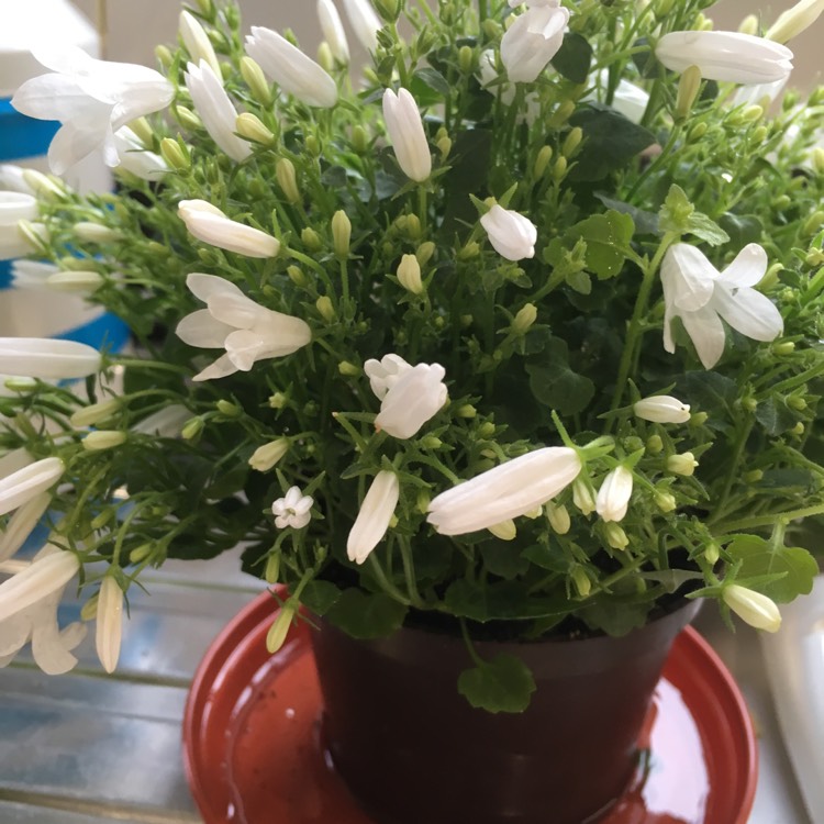 plant image 630779