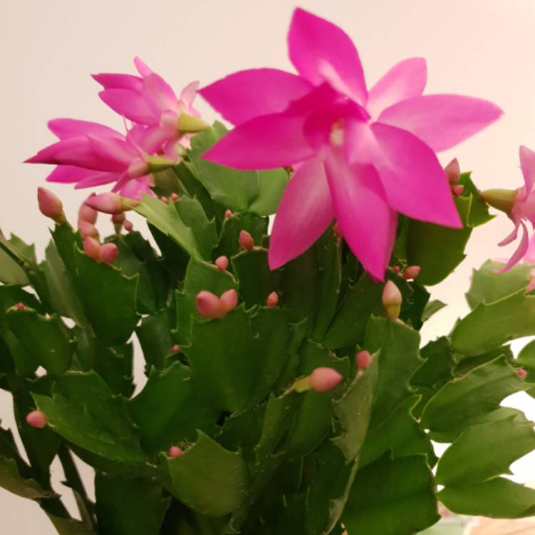 Schlumbergera truncata, Zygocactus,Thanksgiving Cactus - uploaded by ...