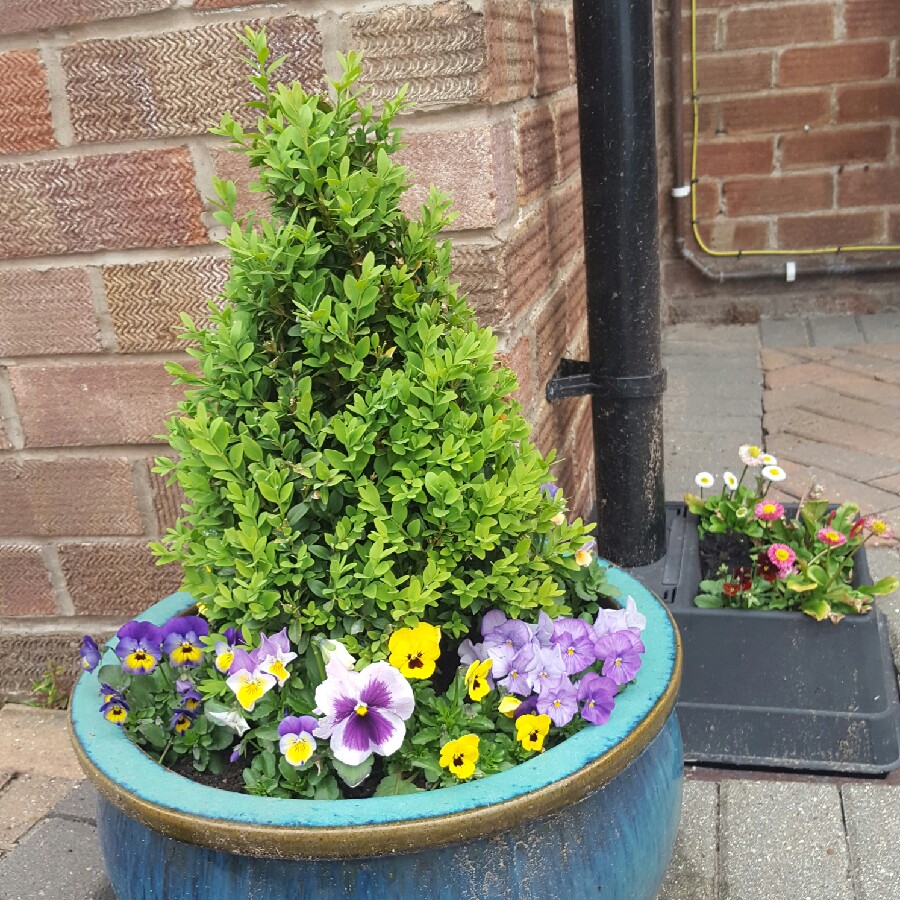 Deb's garden