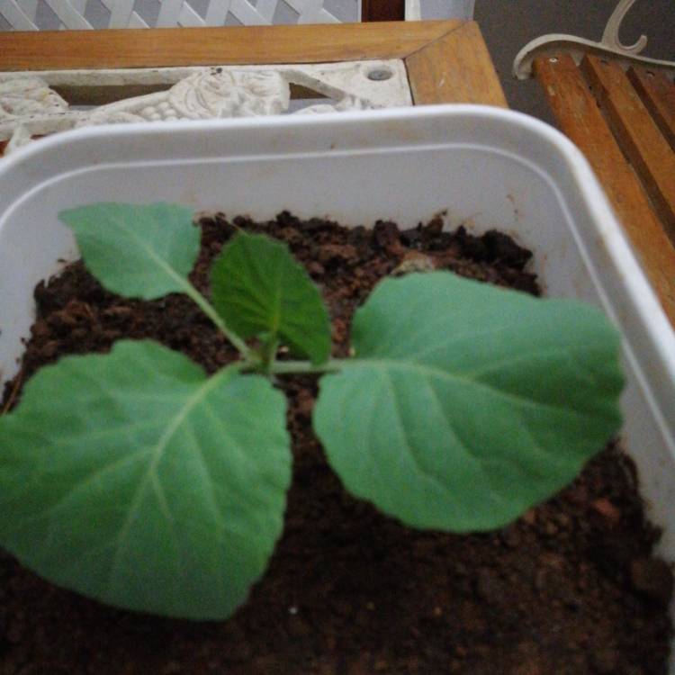 Plant image Brassica oleracea (Capitata Group) 'Golden Acre'
