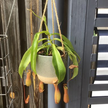 Pitcher Plant