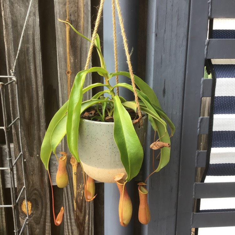 plant image 1286451