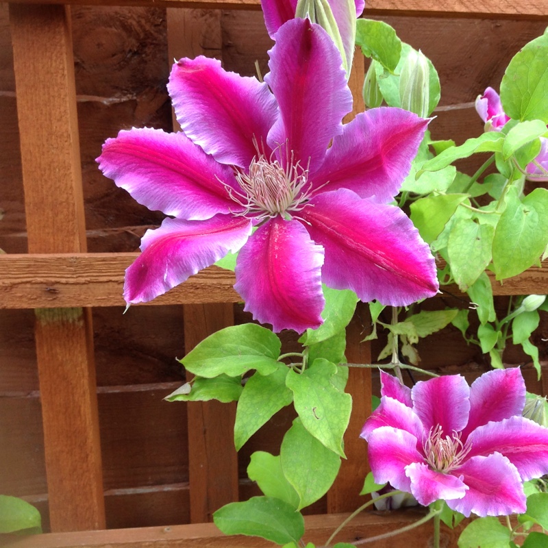 Plant image Clematis 'Bees Jubilee'