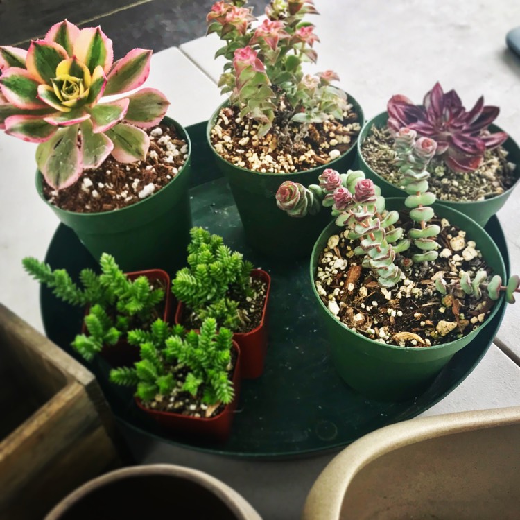 Plant image Crassula fusca