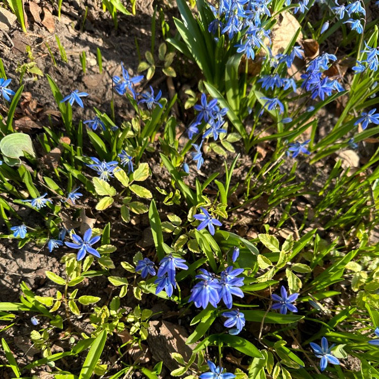Plant image Scilla bifolia