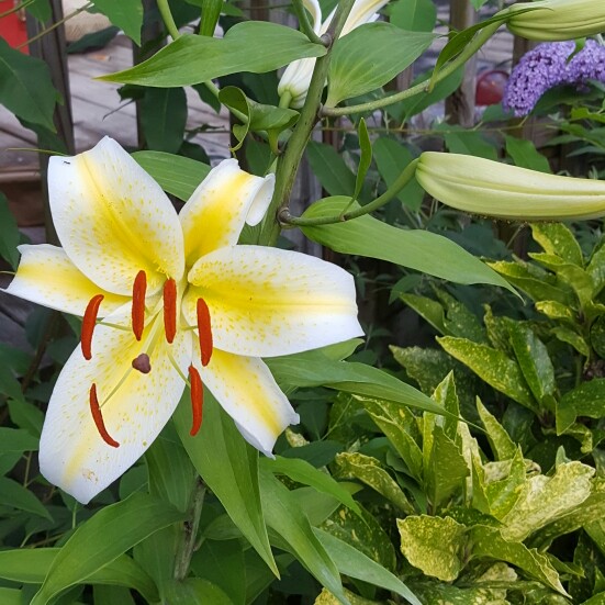Lily (Species) Easter Lily
