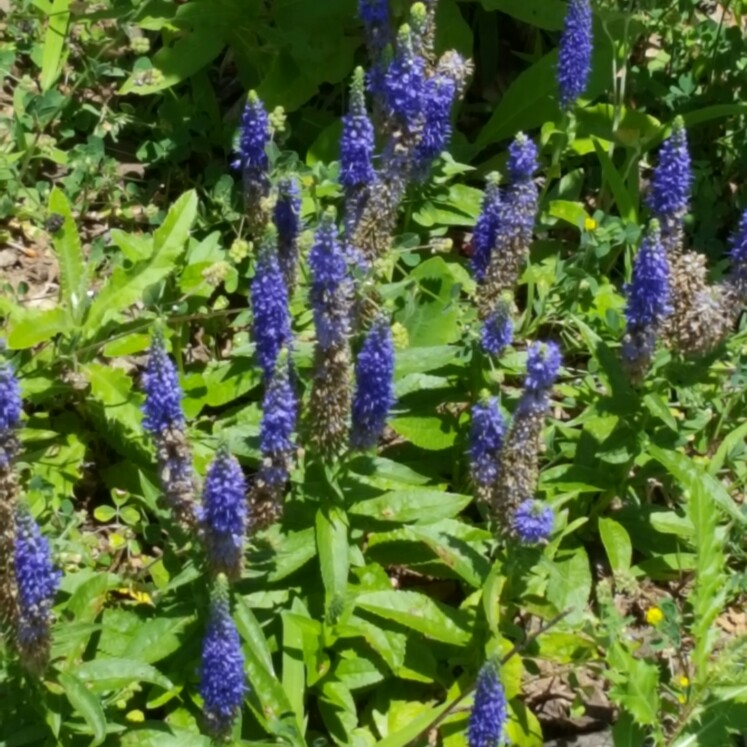 Spiked Speedwell 'Inspire Blue'
